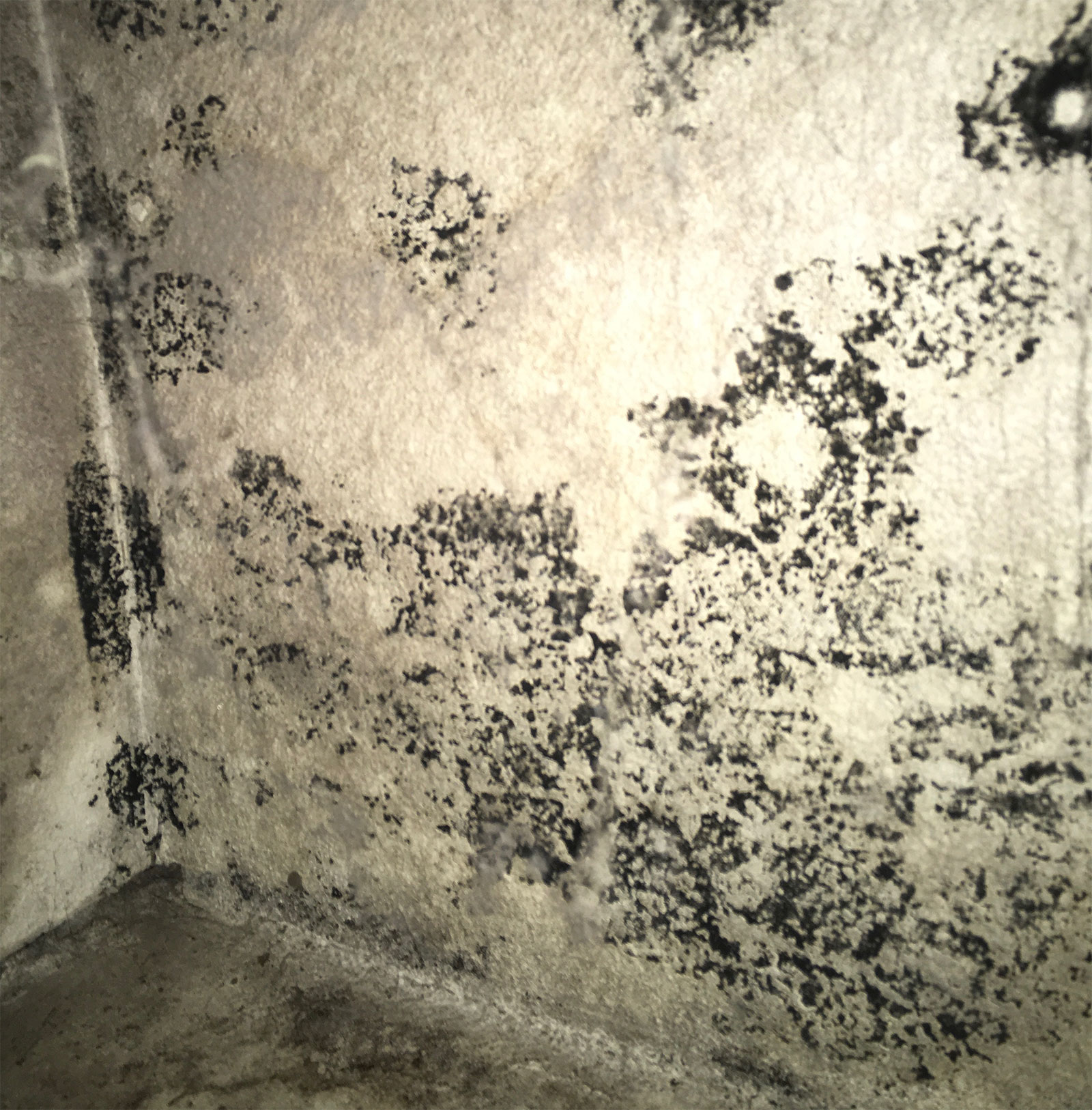 moldy wall