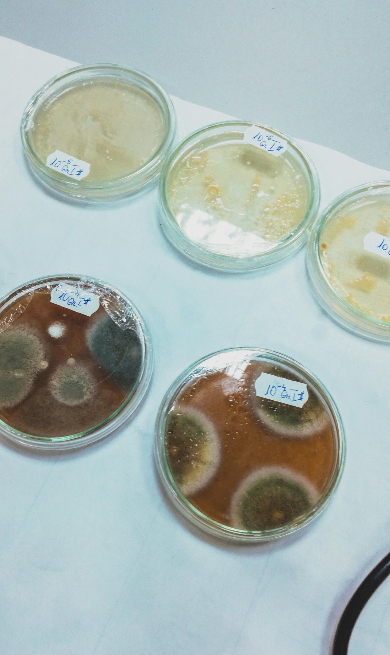 Petri dishes showing mold growth samples