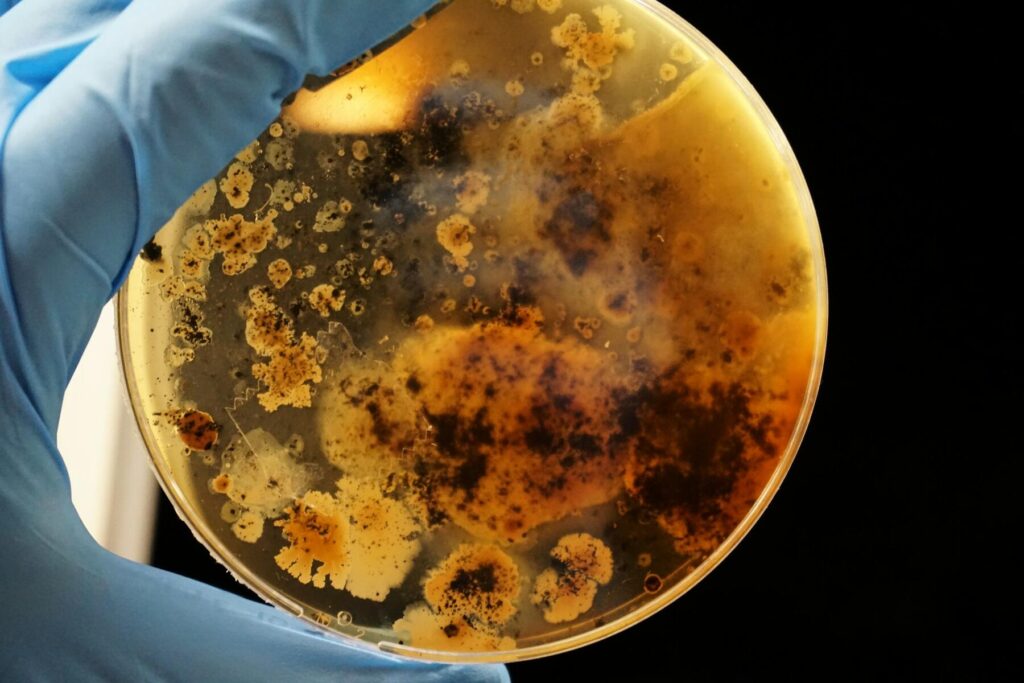 Gloved hand holding a mold sample petri dish